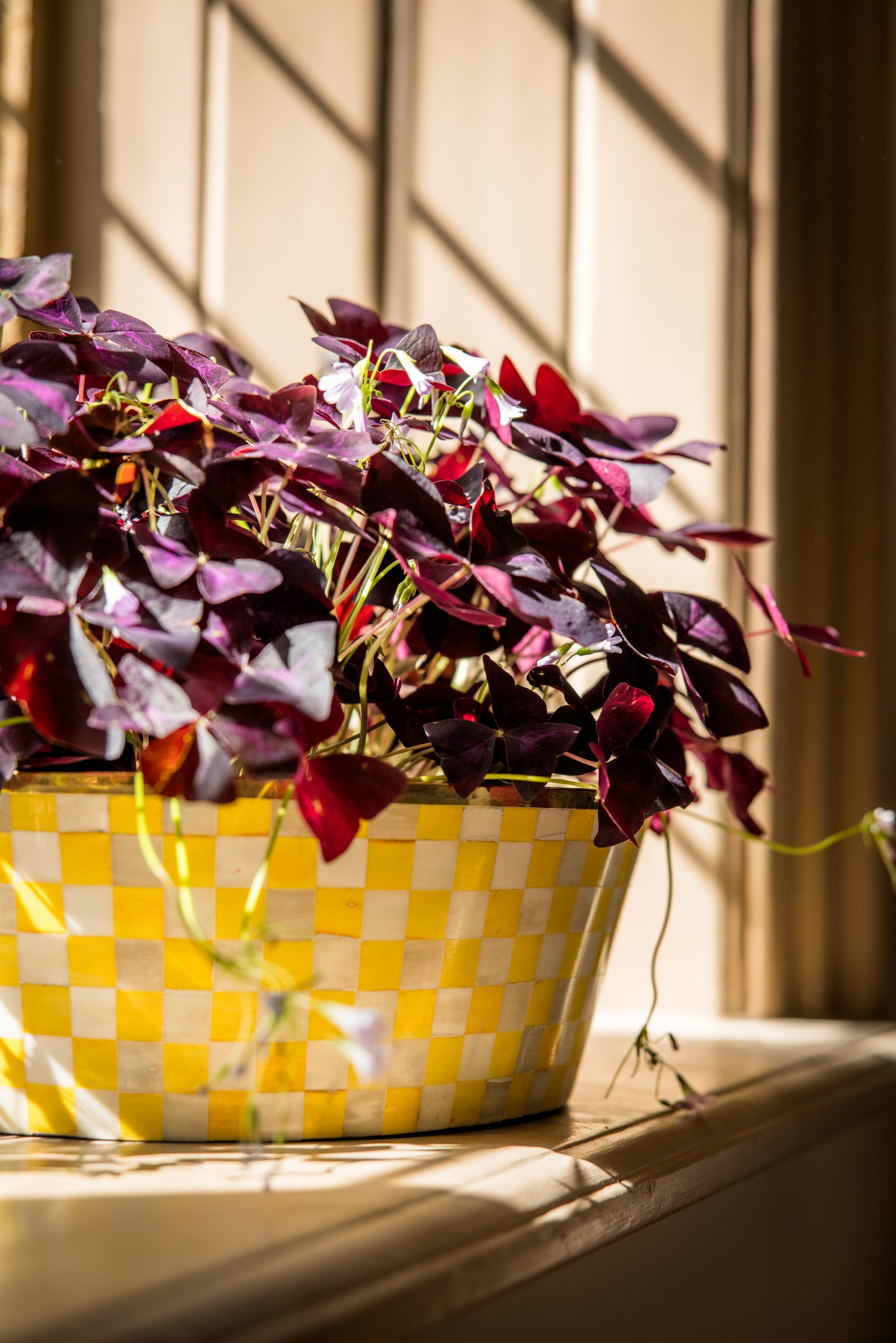 Large purple oxalis houseplant in a round yellow checkered pot on a sunny windowsill