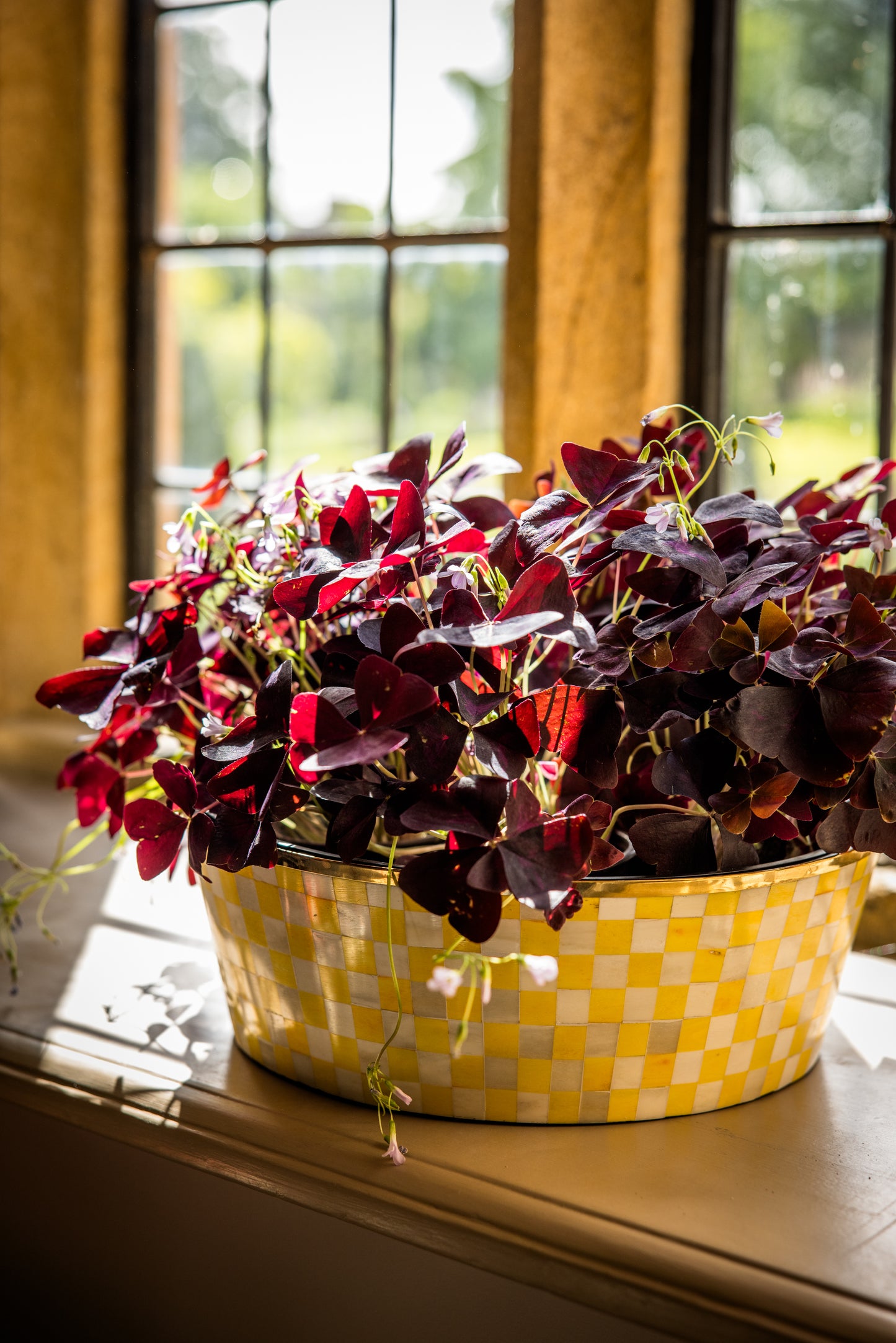 Potted purple oxalis plant in a yellow check pot on a windowsill.