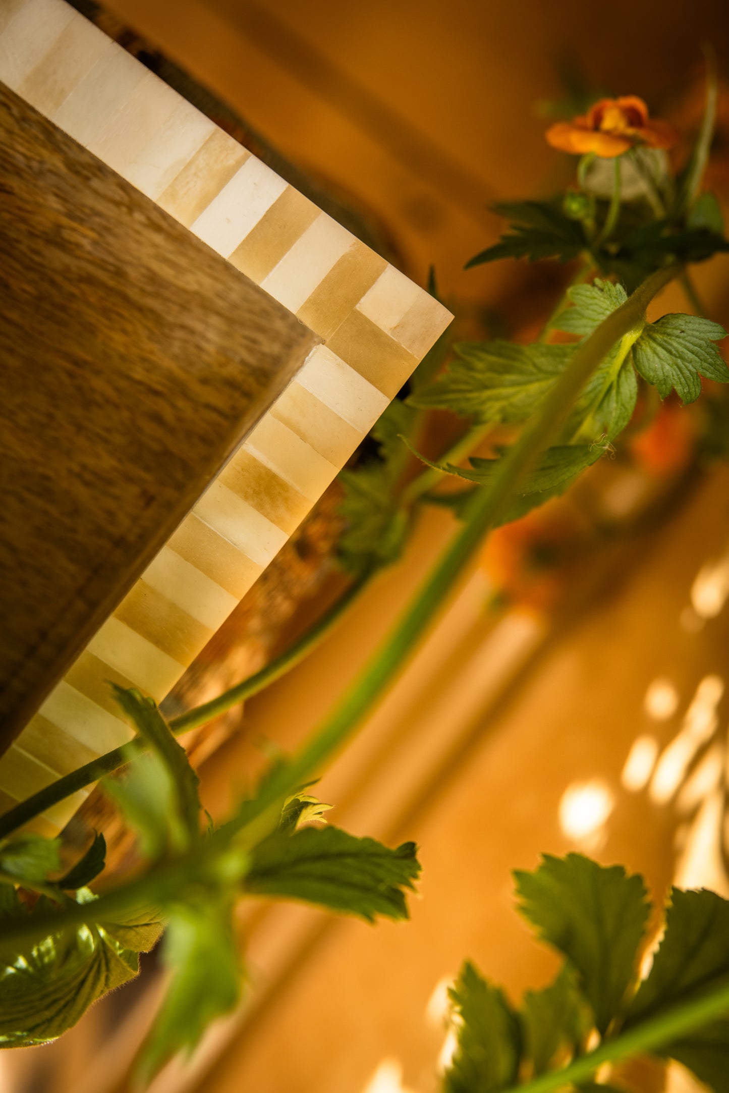Close-up of the edge of a bone inlay wooden tray with a plant against a blurred background.