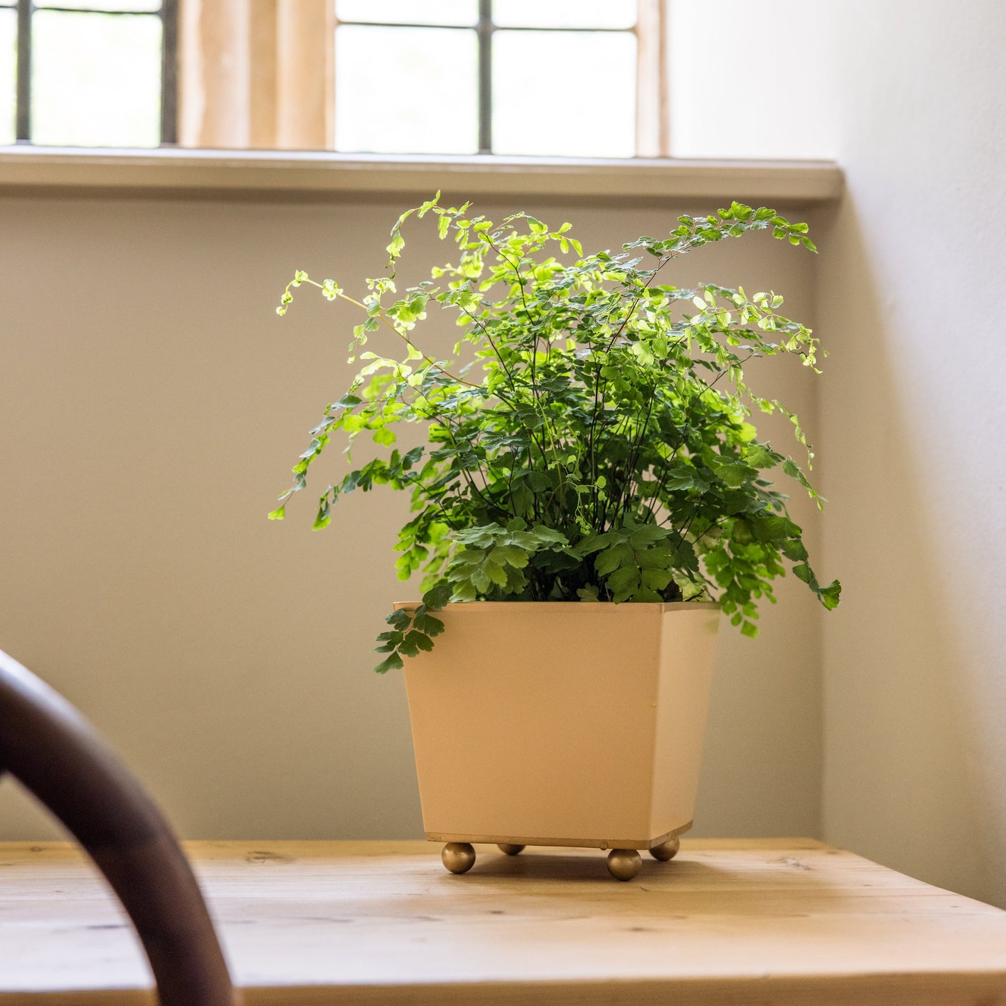 Cube shaped plant pot with green fern houseplant on a wooden table with a window in the background.