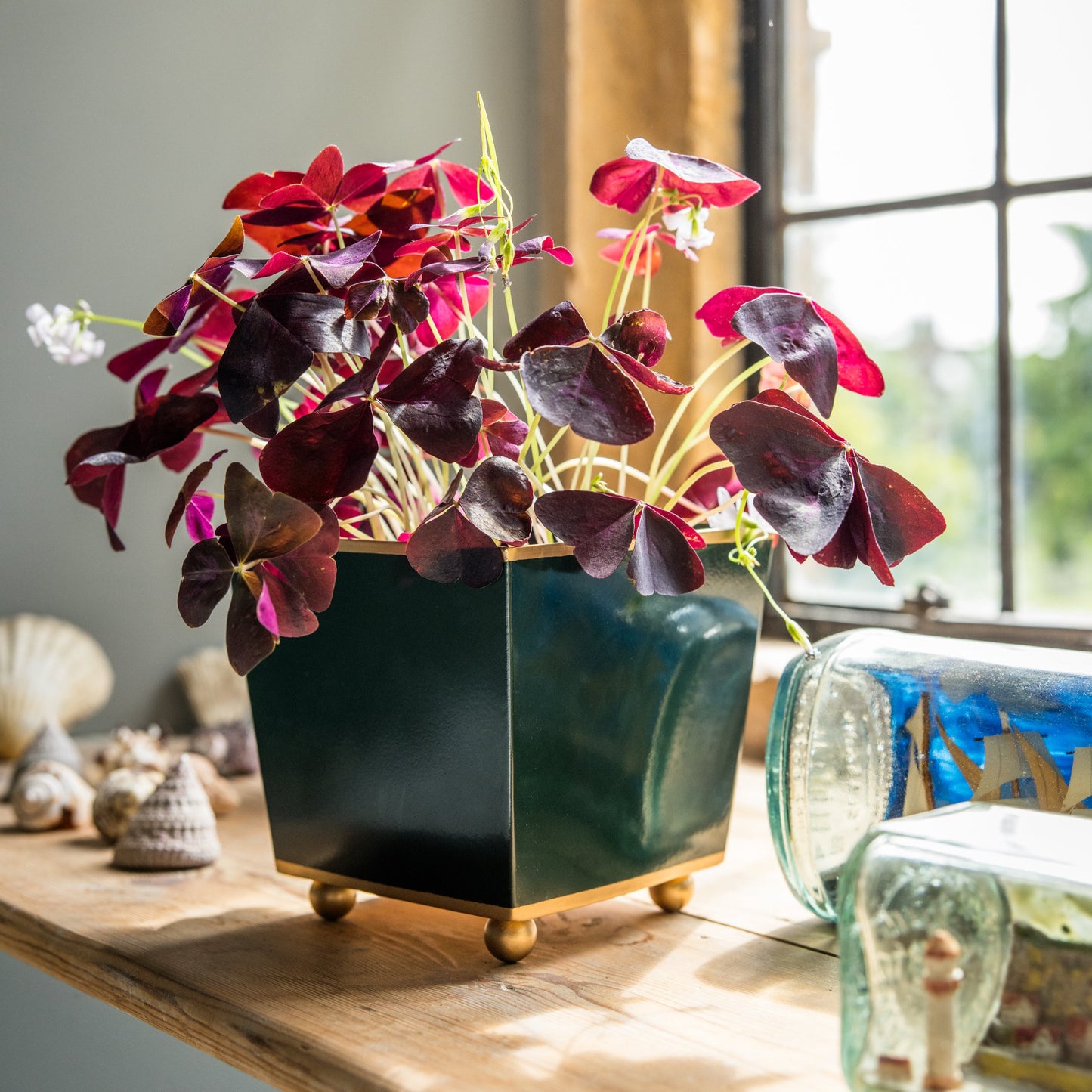 Potted plant with red leaves in a small dark green flowerpot on a wooden windowsill ledge next to shells and glass bottles.