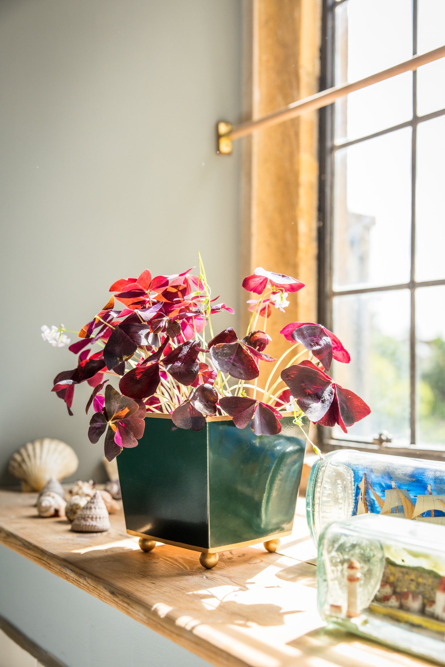 Potted plant with red leaves in a dark green flowerpot on a windowsill with natural light.