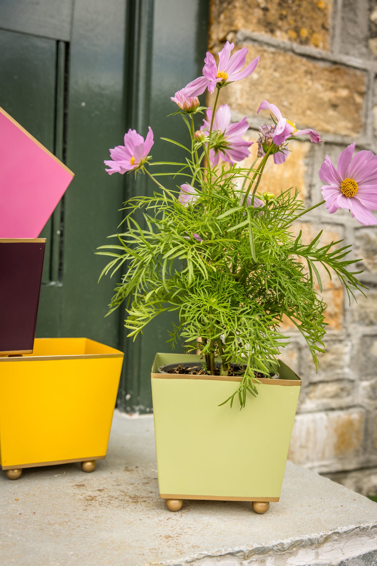 Potted pink cosmo flowering plant in a light green pot on a stone step next to a stack of similar pots in front of a green door and yellow brick wall.