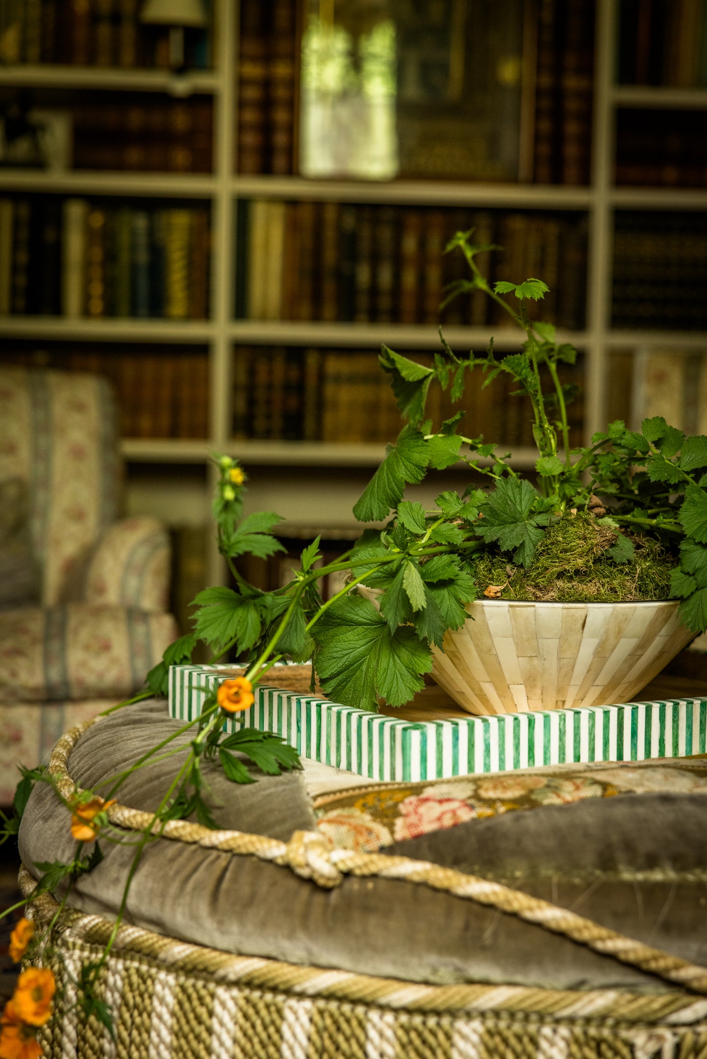 Decorative drawing room setting with trailing plant in a statement planter on a tray resting on an ottoman, in front of a armchair and a bookshelf.
