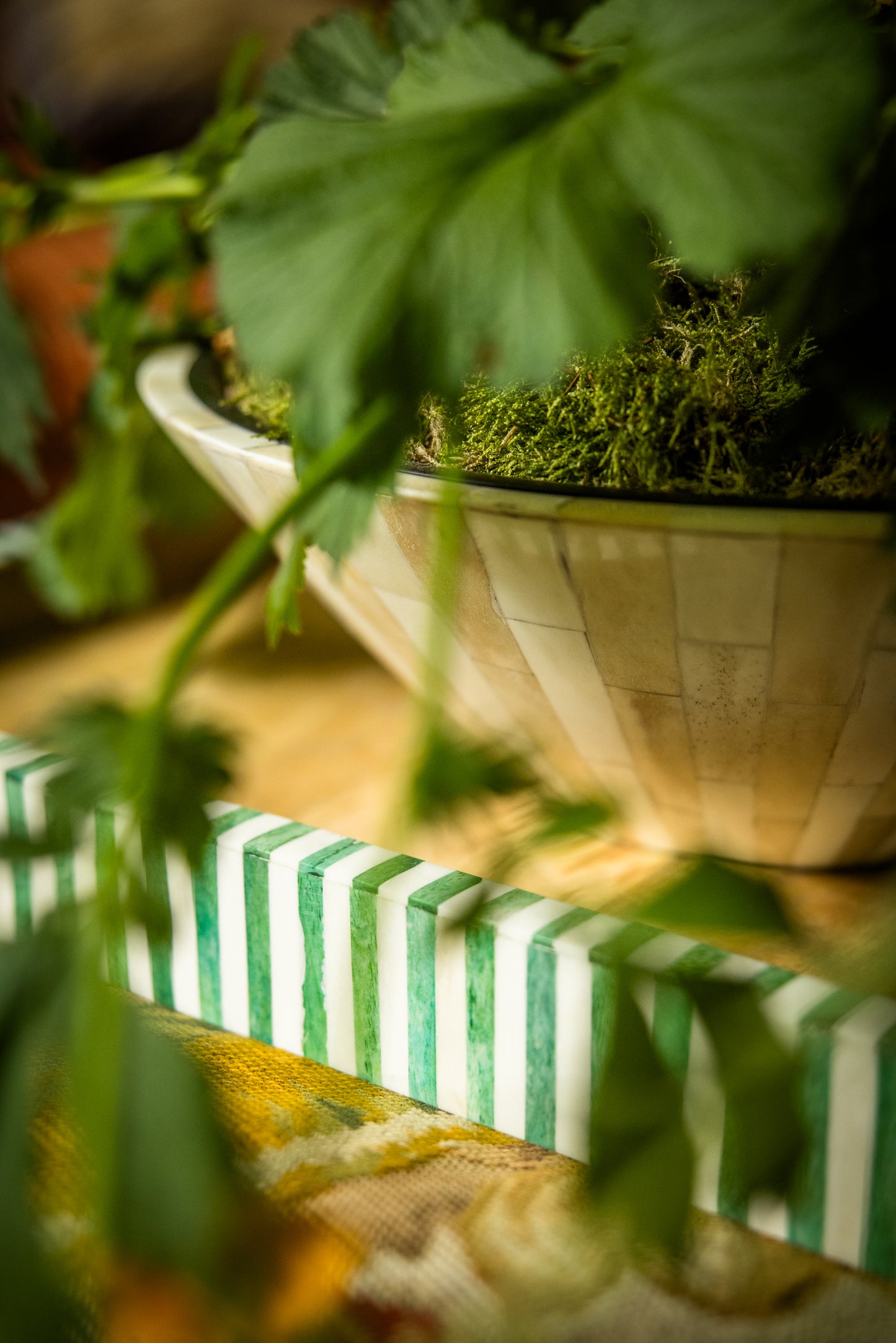 Close-up of a potted plant with a green and white striped tray in the foreground.