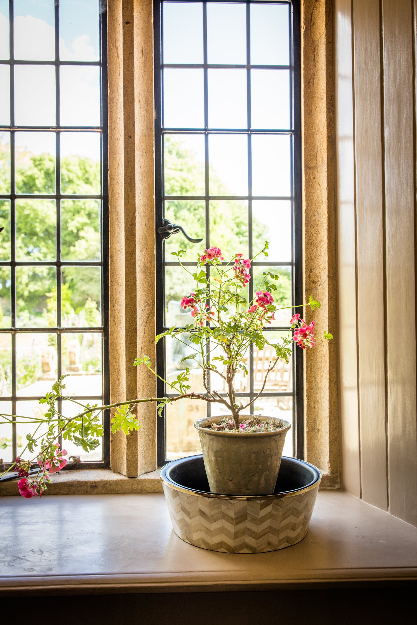 Potted plant on a windowsill in a zigzag decorative display pot.
