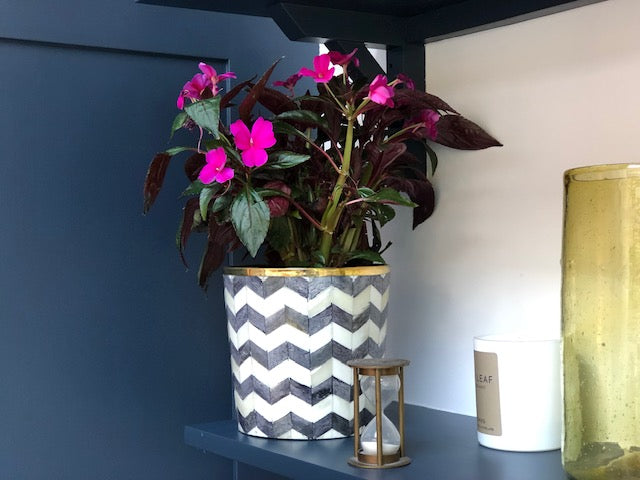 A small grey and white zigzag planter with gold edge detail and pink flowering plant with purple and green leaves inside on a shelf with a blue background.