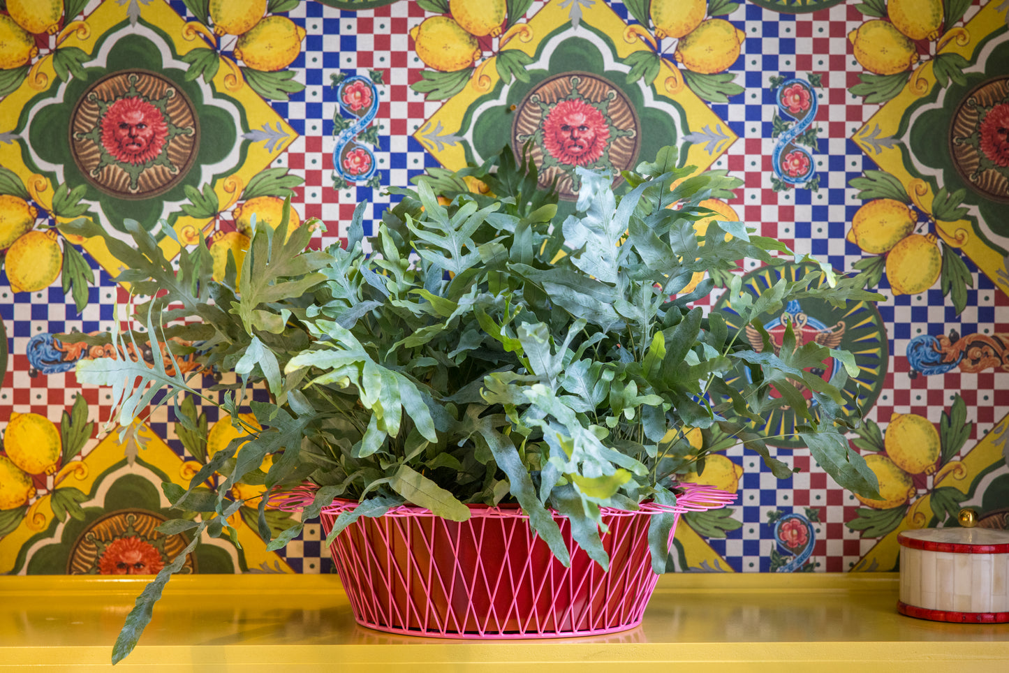 Green potted plant in a red plnater with pink basket against a coloruful tiled wall with lemon decorations.