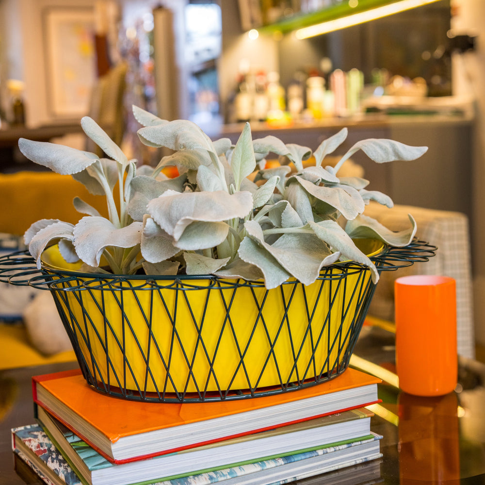 Decorative plant in a yellow planter in a dark green wire mesh on books with a blurred background